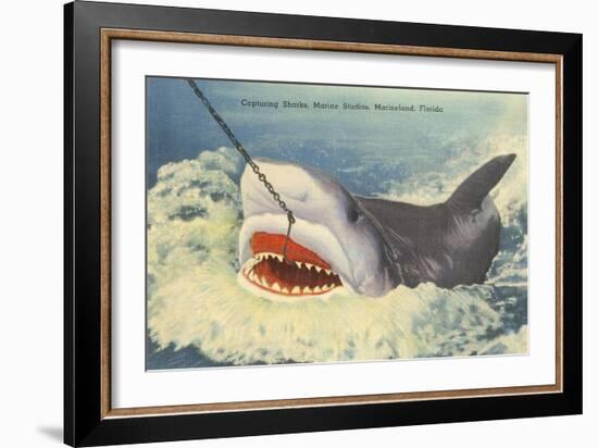 Catching a Shark, Marineland, Florida-null-Framed Art Print