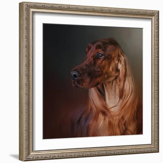 Catching the Breeze Irish Setter-Jai Johnson-Framed Giclee Print