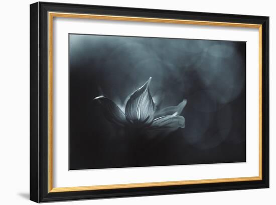 Catching the Light-Penny Myles-Framed Photographic Print