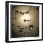Catching The Sun-Ruud Peters-Framed Photographic Print