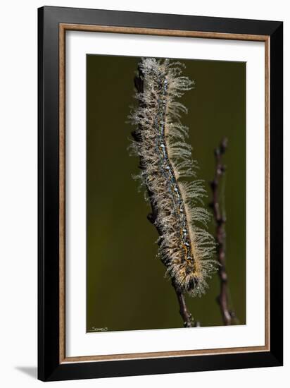 Catepillar with Morning Dew-Gordon Semmens-Framed Photographic Print