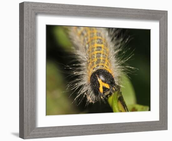 Caterpillar, Buff-Tip-Harald Kroiss-Framed Photographic Print