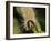 Caterpillar, Buff-Tip-Harald Kroiss-Framed Photographic Print