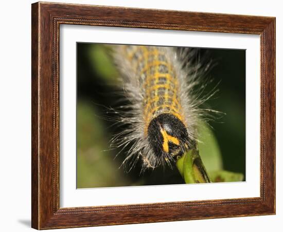 Caterpillar, Buff-Tip-Harald Kroiss-Framed Photographic Print