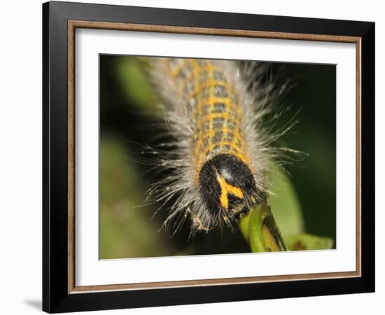 Caterpillar, Buff-Tip-Harald Kroiss-Framed Photographic Print