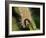 Caterpillar, Buff-Tip-Harald Kroiss-Framed Photographic Print