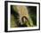 Caterpillar, Buff-Tip-Harald Kroiss-Framed Photographic Print