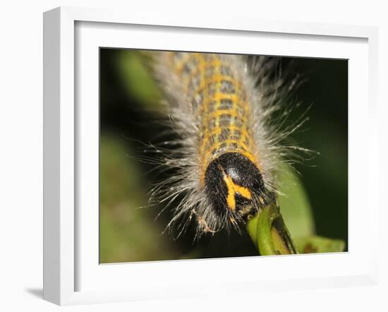 Caterpillar, Buff-Tip-Harald Kroiss-Framed Photographic Print