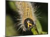 Caterpillar, Buff-Tip-Harald Kroiss-Mounted Photographic Print