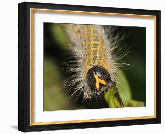 Caterpillar, Buff-Tip-Harald Kroiss-Framed Photographic Print