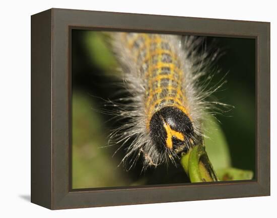 Caterpillar, Buff-Tip-Harald Kroiss-Framed Premier Image Canvas