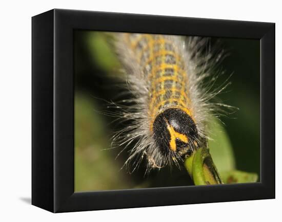 Caterpillar, Buff-Tip-Harald Kroiss-Framed Premier Image Canvas