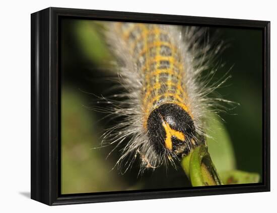 Caterpillar, Buff-Tip-Harald Kroiss-Framed Premier Image Canvas