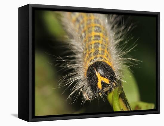 Caterpillar, Buff-Tip-Harald Kroiss-Framed Premier Image Canvas