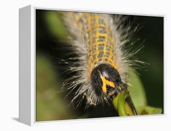 Caterpillar, Buff-Tip-Harald Kroiss-Framed Premier Image Canvas