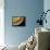 Caterpillar Foot, SEM-Steve Gschmeissner-Framed Premier Image Canvas displayed on a wall