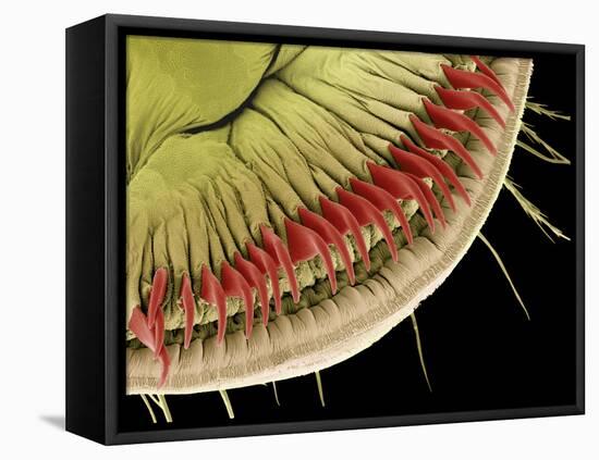 Caterpillar Foot, SEM-Steve Gschmeissner-Framed Premier Image Canvas