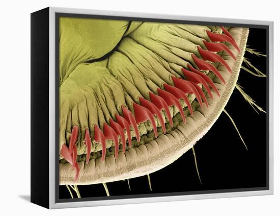 Caterpillar Foot, SEM-Steve Gschmeissner-Framed Premier Image Canvas