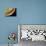 Caterpillar Foot, SEM-Steve Gschmeissner-Photographic Print displayed on a wall