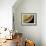 Caterpillar Foot, SEM-Steve Gschmeissner-Framed Photographic Print displayed on a wall