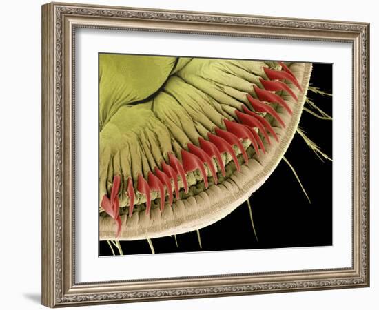 Caterpillar Foot, SEM-Steve Gschmeissner-Framed Photographic Print