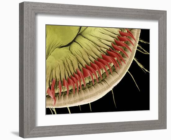 Caterpillar Foot, SEM-Steve Gschmeissner-Framed Photographic Print