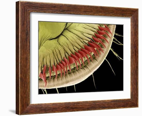 Caterpillar Foot, SEM-Steve Gschmeissner-Framed Photographic Print