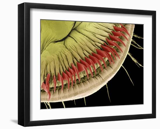 Caterpillar Foot, SEM-Steve Gschmeissner-Framed Photographic Print