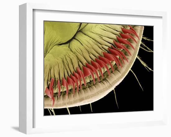 Caterpillar Foot, SEM-Steve Gschmeissner-Framed Photographic Print