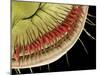 Caterpillar Foot, SEM-Steve Gschmeissner-Mounted Photographic Print