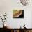 Caterpillar Foot, SEM-Steve Gschmeissner-Photographic Print displayed on a wall