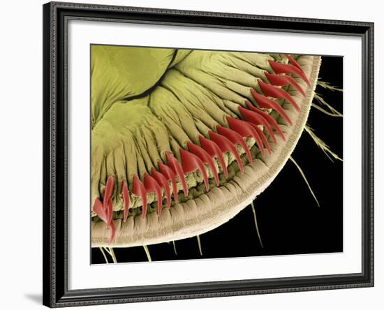 Caterpillar Foot, SEM-Steve Gschmeissner-Framed Photographic Print