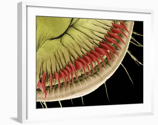 Caterpillar Foot, SEM-Steve Gschmeissner-Framed Photographic Print