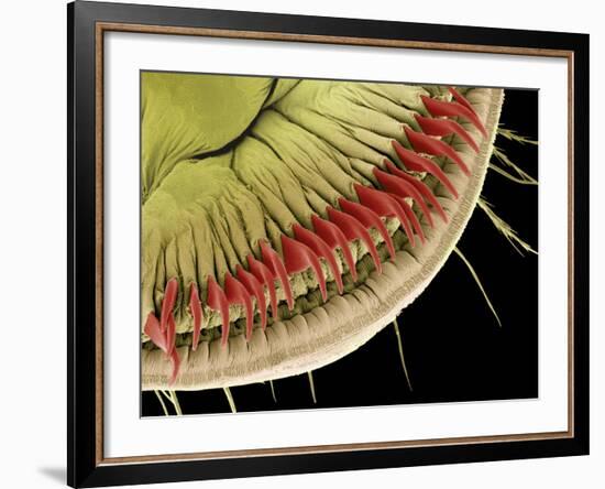 Caterpillar Foot, SEM-Steve Gschmeissner-Framed Photographic Print