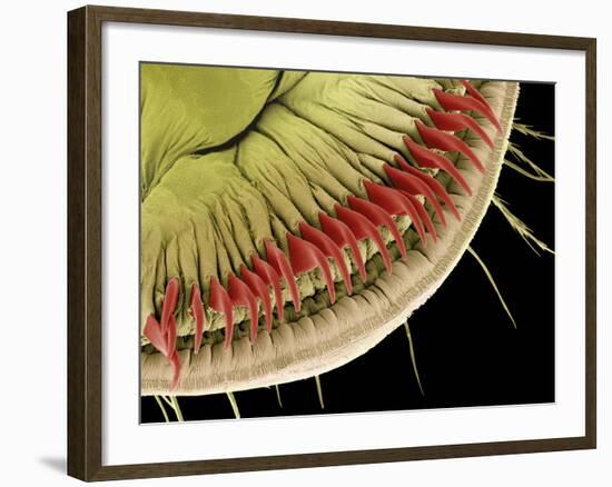 Caterpillar Foot, SEM-Steve Gschmeissner-Framed Photographic Print