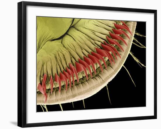 Caterpillar Foot, SEM-Steve Gschmeissner-Framed Photographic Print