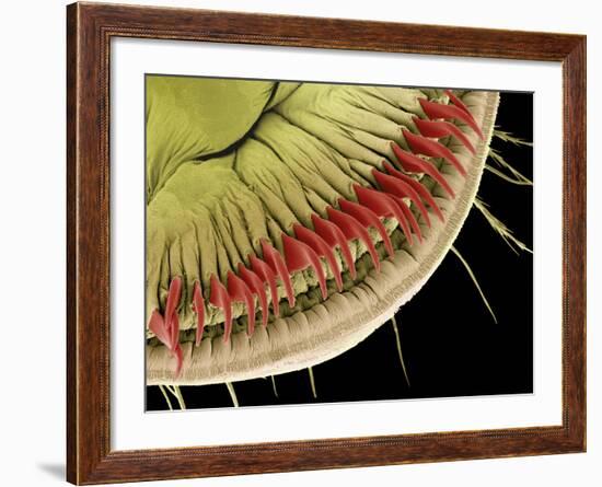 Caterpillar Foot, SEM-Steve Gschmeissner-Framed Photographic Print