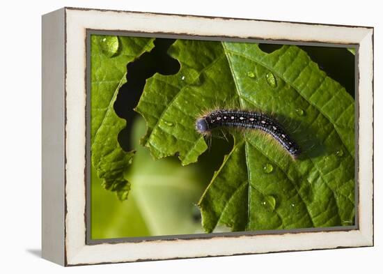 Caterpillar on a Leaf-Gordon Semmens-Framed Premier Image Canvas