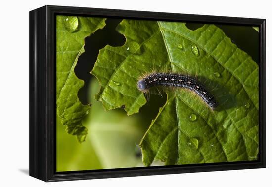 Caterpillar on a Leaf-Gordon Semmens-Framed Premier Image Canvas