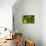 Caterpillar on a Leaf-Gordon Semmens-Framed Premier Image Canvas displayed on a wall