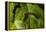 Caterpillar on a Leaf-Gordon Semmens-Framed Premier Image Canvas