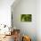 Caterpillar on a Leaf-Gordon Semmens-Premium Photographic Print displayed on a wall