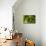 Caterpillar on a Leaf-Gordon Semmens-Mounted Photographic Print displayed on a wall