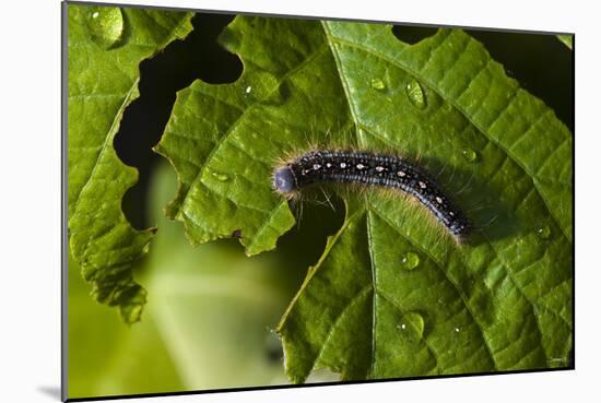 Caterpillar on a Leaf-Gordon Semmens-Mounted Photographic Print