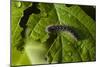 Caterpillar on a Leaf-Gordon Semmens-Mounted Photographic Print