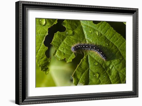 Caterpillar on a Leaf-Gordon Semmens-Framed Photographic Print