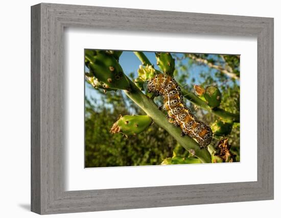 Caterpillar on cactus, Texas, USA-Karine Aigner-Framed Photographic Print