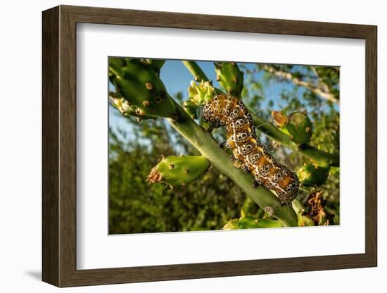 Caterpillar on cactus, Texas, USA-Karine Aigner-Framed Photographic Print