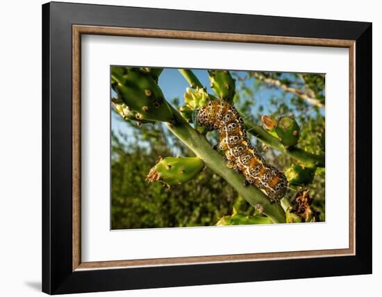 Caterpillar on cactus, Texas, USA-Karine Aigner-Framed Photographic Print