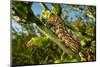 Caterpillar on cactus, Texas, USA-Karine Aigner-Mounted Photographic Print